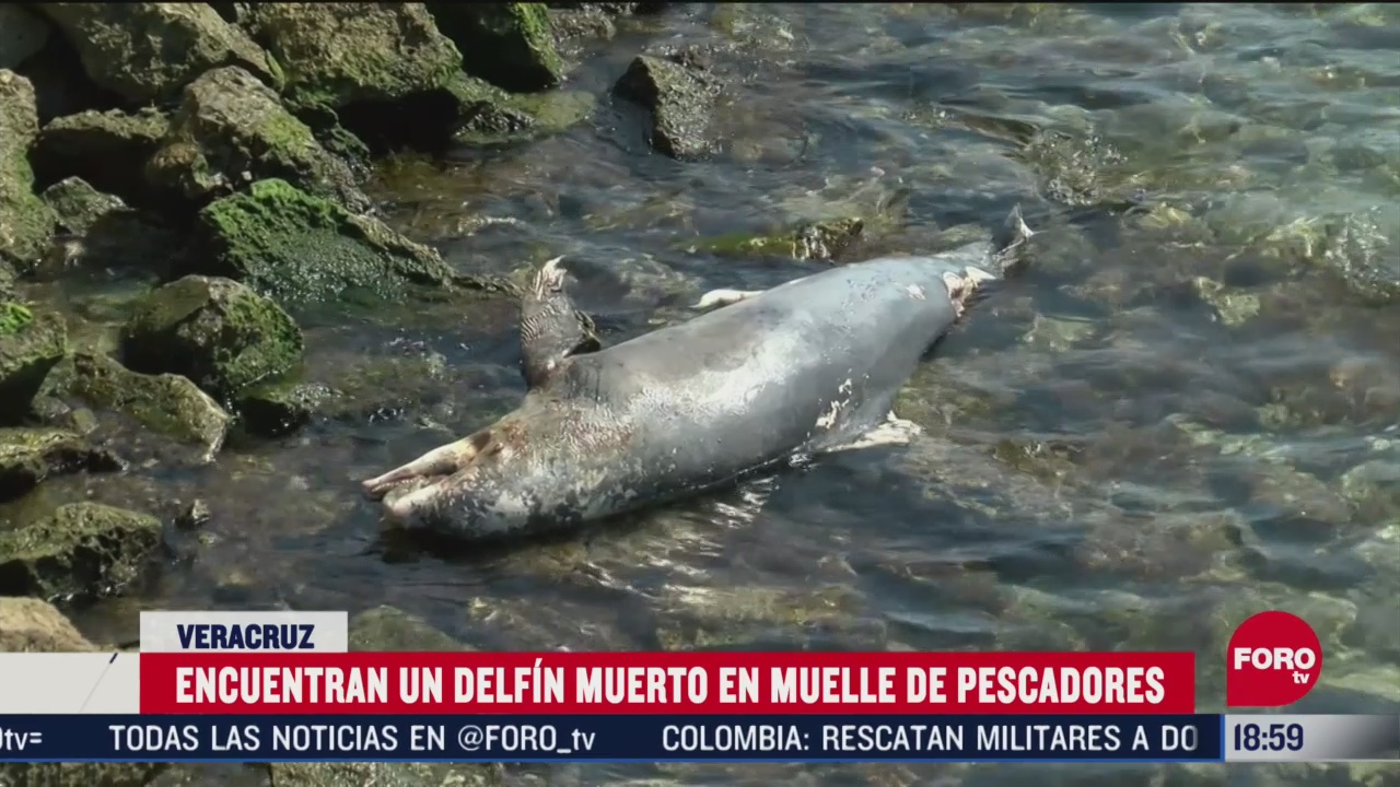 FOTO: encuentran delfin muerto en veracruz