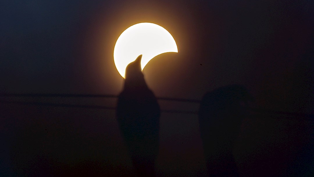 Fotografía que muestra la silueta de un pájaro parado en un cable de luz mientras ocurre un eclipse solar parcial en Mumbai, India. (Foto: EFE)
