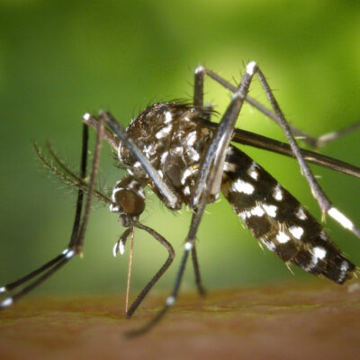 Reaparición de mosquito tigre alerta a las autoridades, ¿México está en riesgo?