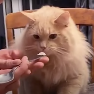 Video viral: Así reacciona un gatito al probar helado por primera vez