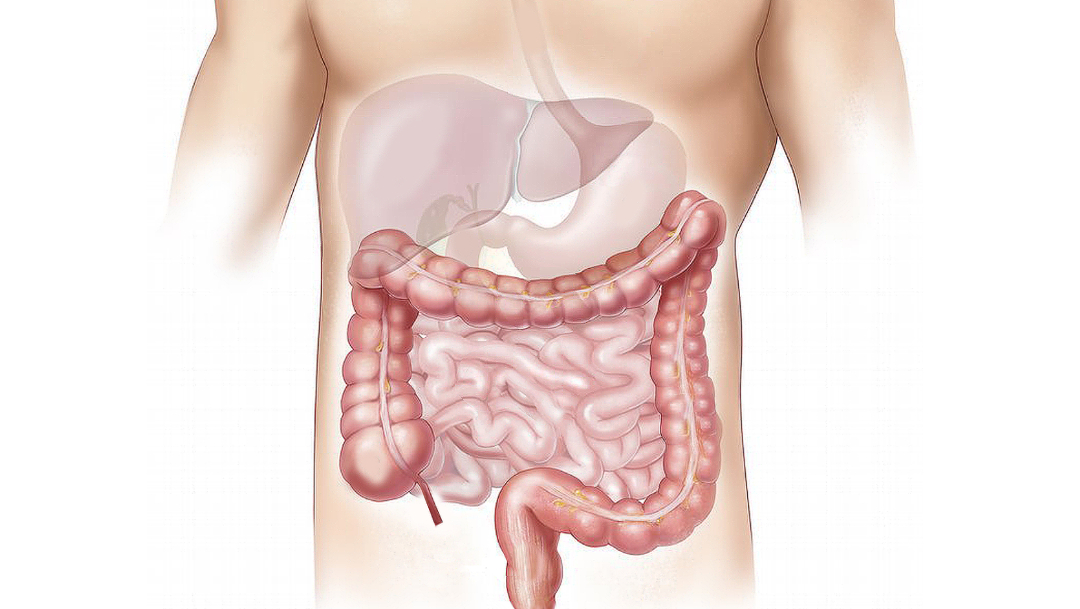 ilustracion colos aparato digestivo humano
