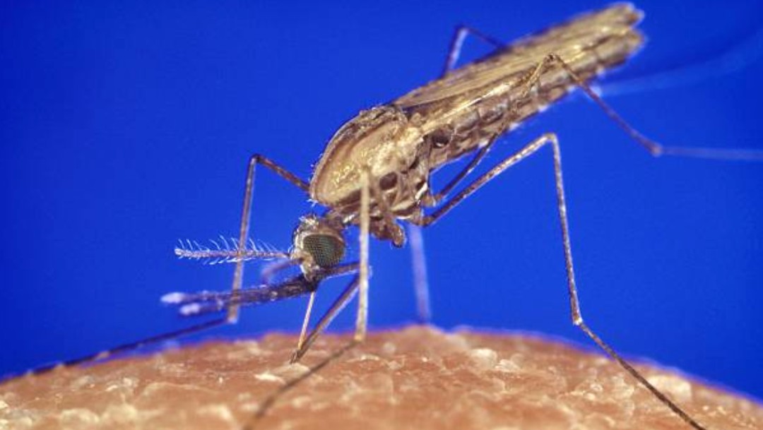 Identifican nueva cepa de Zika en Brasil capaz de causar otra epidemia