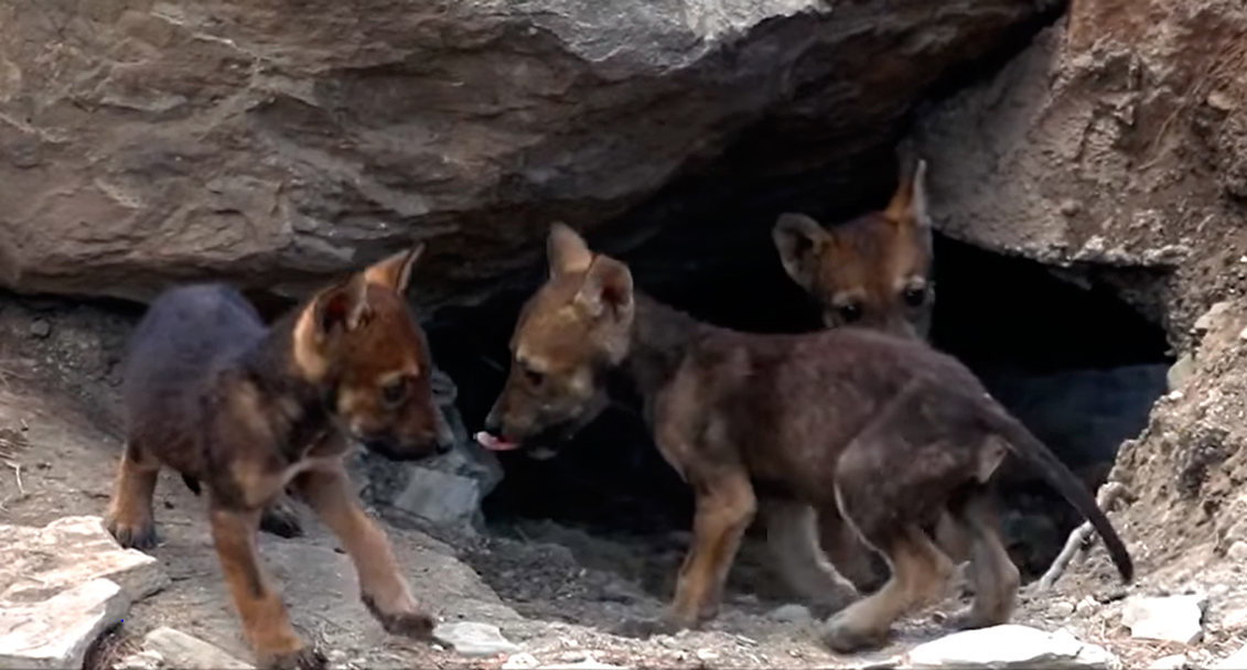 Nacen 8 cachorros de lobo gris mexicano en Saltillo
