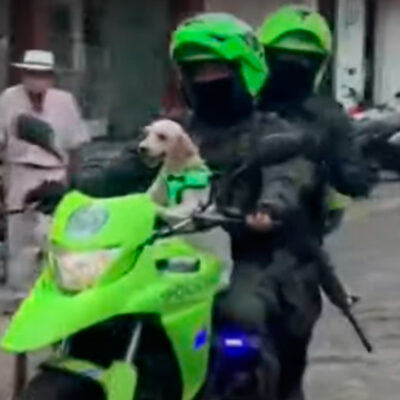Video: Perrita se convierte en 'policía' después de ser rescatada del abandono
