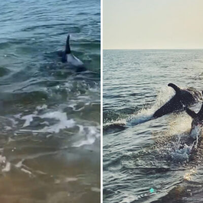 Video: un delfín y un perrito juegan a la orilla del mar en Rusia