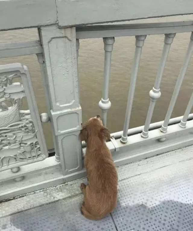 Perro espera a su dueño muerto en un puente en Wuhan