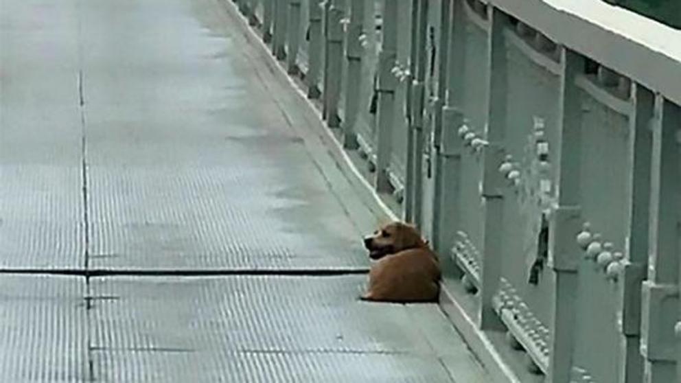 Perro espera a su dueño muerto en un puente en Wuhan