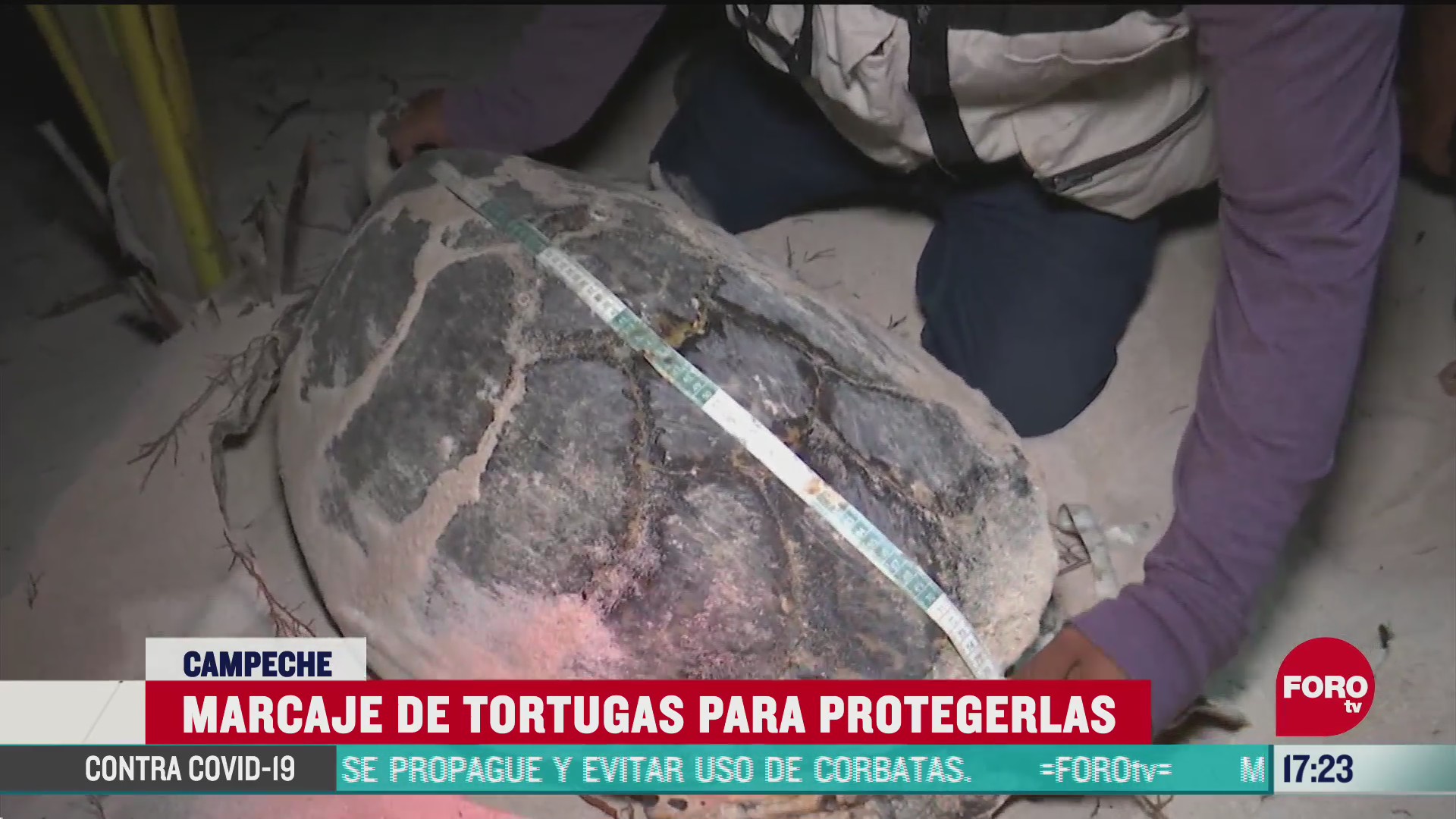 FOTO: 20 de junio 2020, realizan marcaje de tortugas marinas en campeche para poderlas identificar
