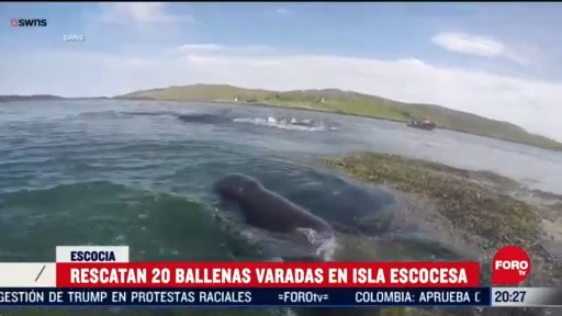 rescatan a ballenas que quedaron varadas en isla escocesa