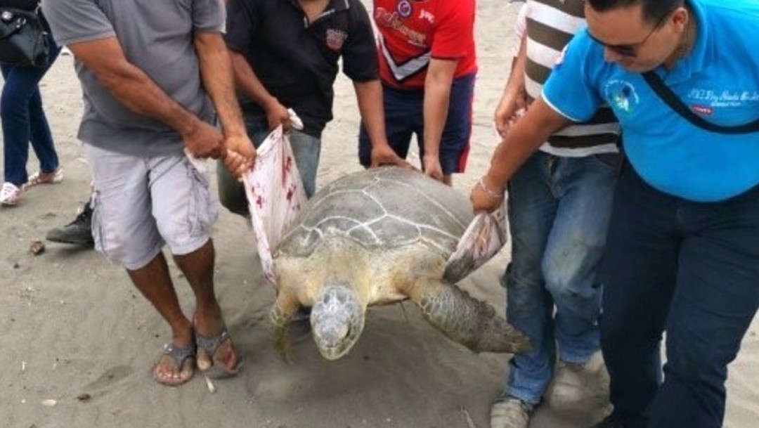 Rescatan especie de ‘tortuga verde’ en playa de Veracruz