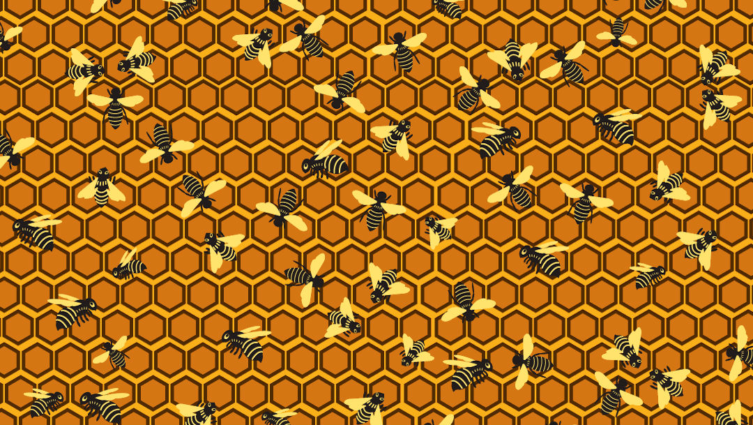 ¿Puedes encontrar dos avispones y a la abeja reina en esta imagen?