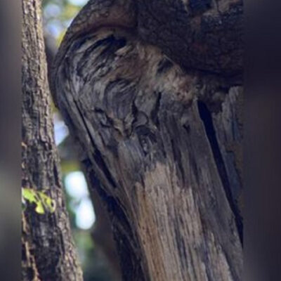 Reto viral: ¿Puedes encontrar el búho en el árbol?