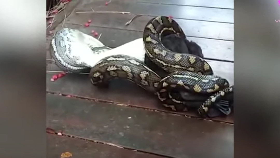 serpiente-piton-murcielago-gigante-video-viral-Australia