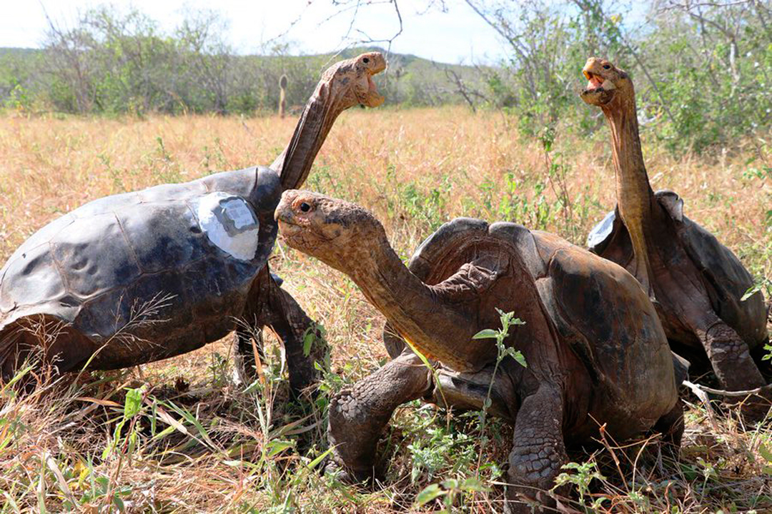 La tortuga Diego vivió su regreso a la Isla Española Foto