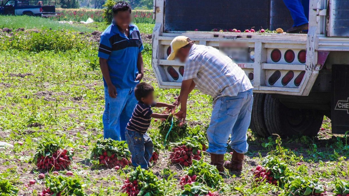Campo mexicano lucha contra trabajo infantil por T-MEC