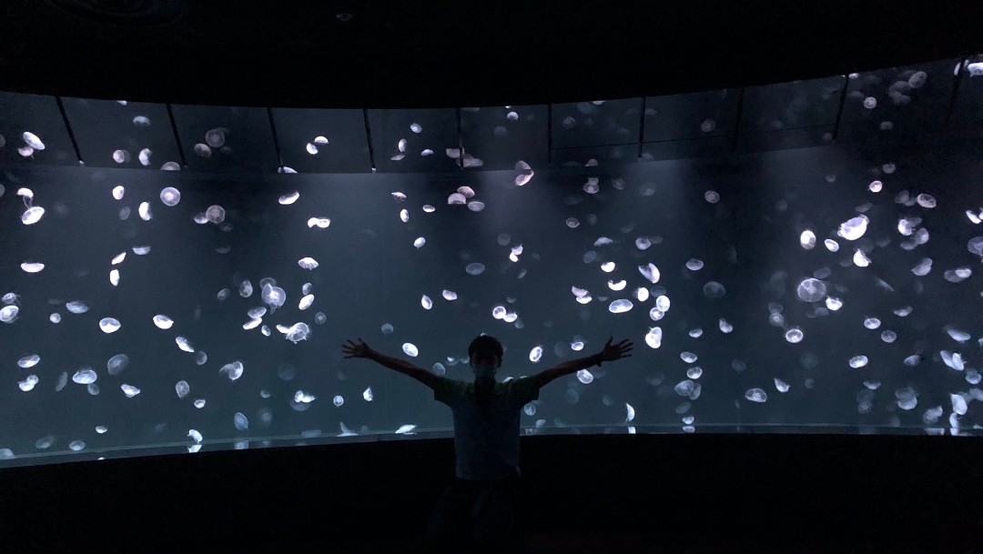 Acuario 'Sunshine' de Tokio abre el mayor tanque panorámico para rodearse de medusas