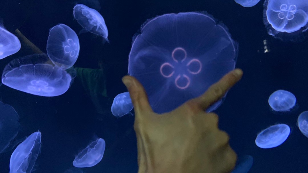 Acuario 'Sunshine' de Tokio abre el mayor tanque panorámico para rodearse de medusas