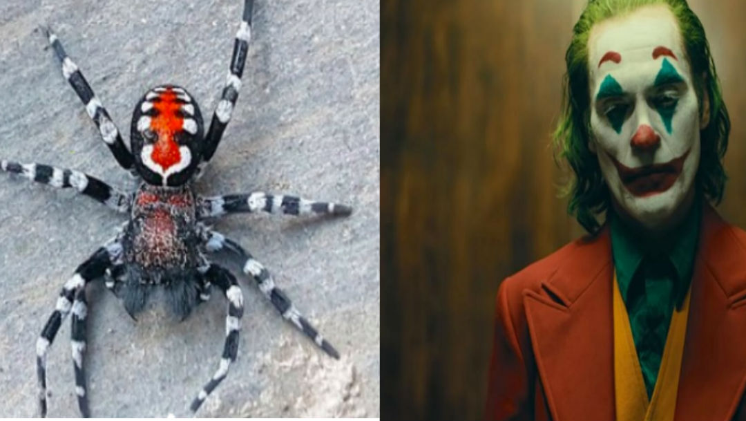 Descubren a nueva especie de araña parecida al Joker