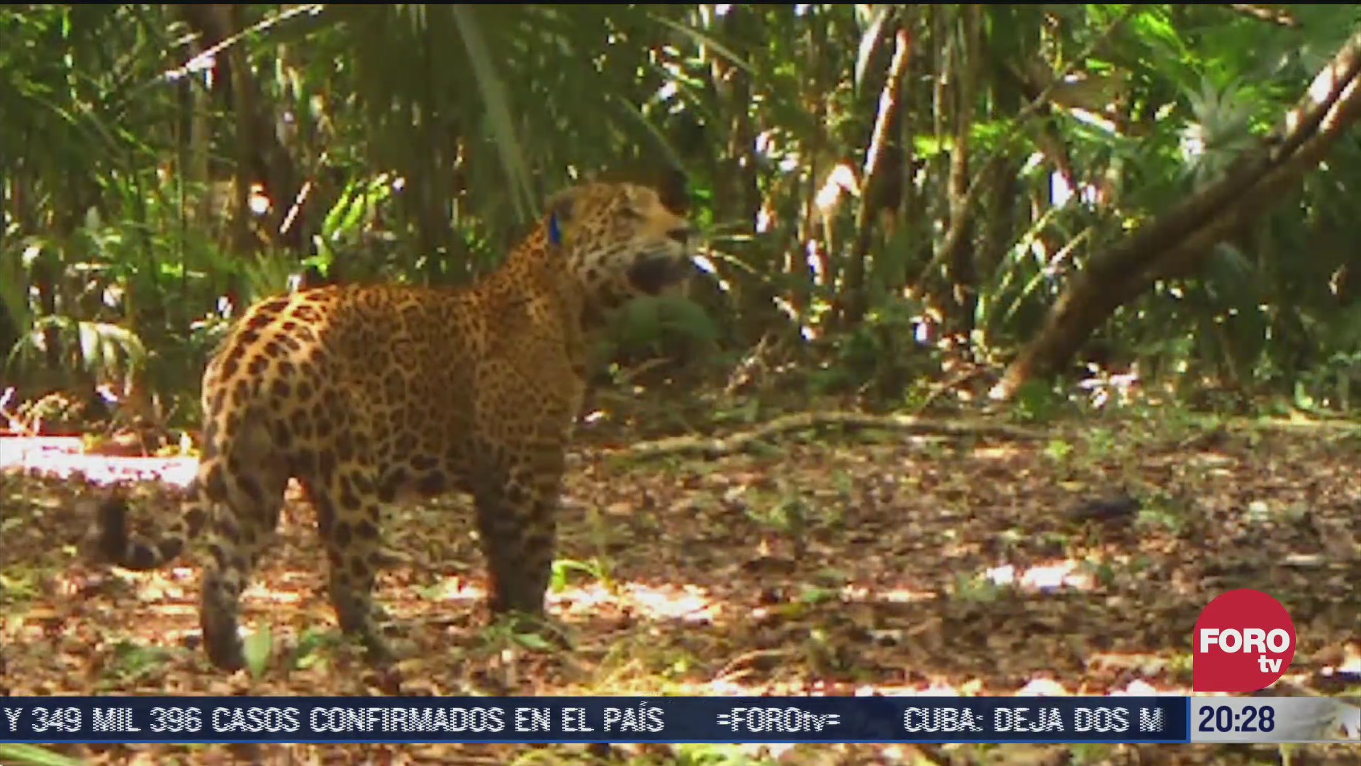 aumenta el avistamiento de jaguares en campeche