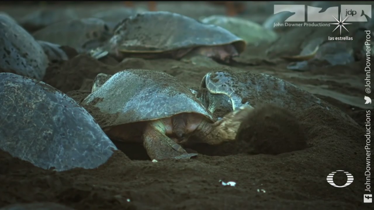 tortugas golfinas anidando en Costa Rica