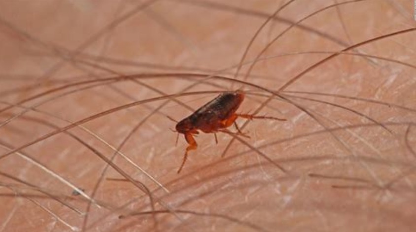Los insectos más peligrosos del mundo; conoce algunos