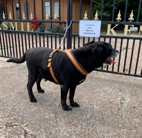 La nota que hizo viral a este perro abandonado en Inglaterra