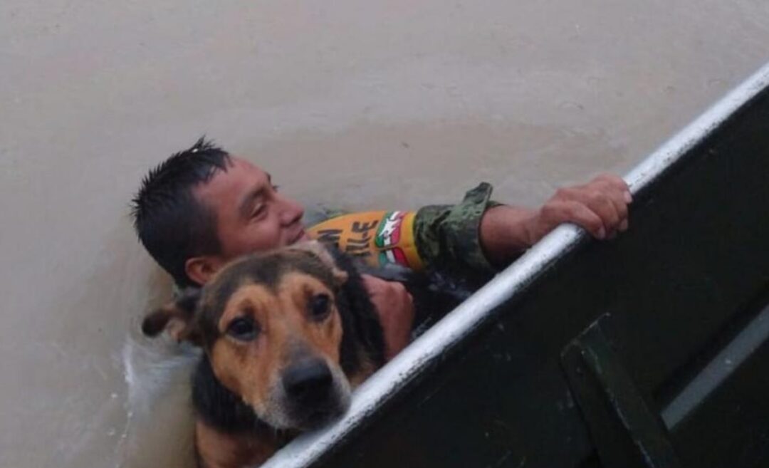 Soldado rescató a un perro de inundación en Tamaulipas: foto