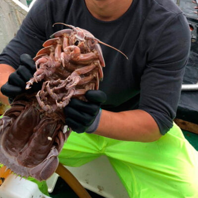 Científicos encuentran 'cucaracha' gigante en el fondo del mar