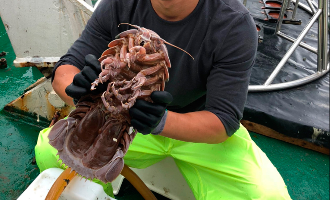 Los científicos encontraron este isópodo gigante que vive en el fondo del mar
