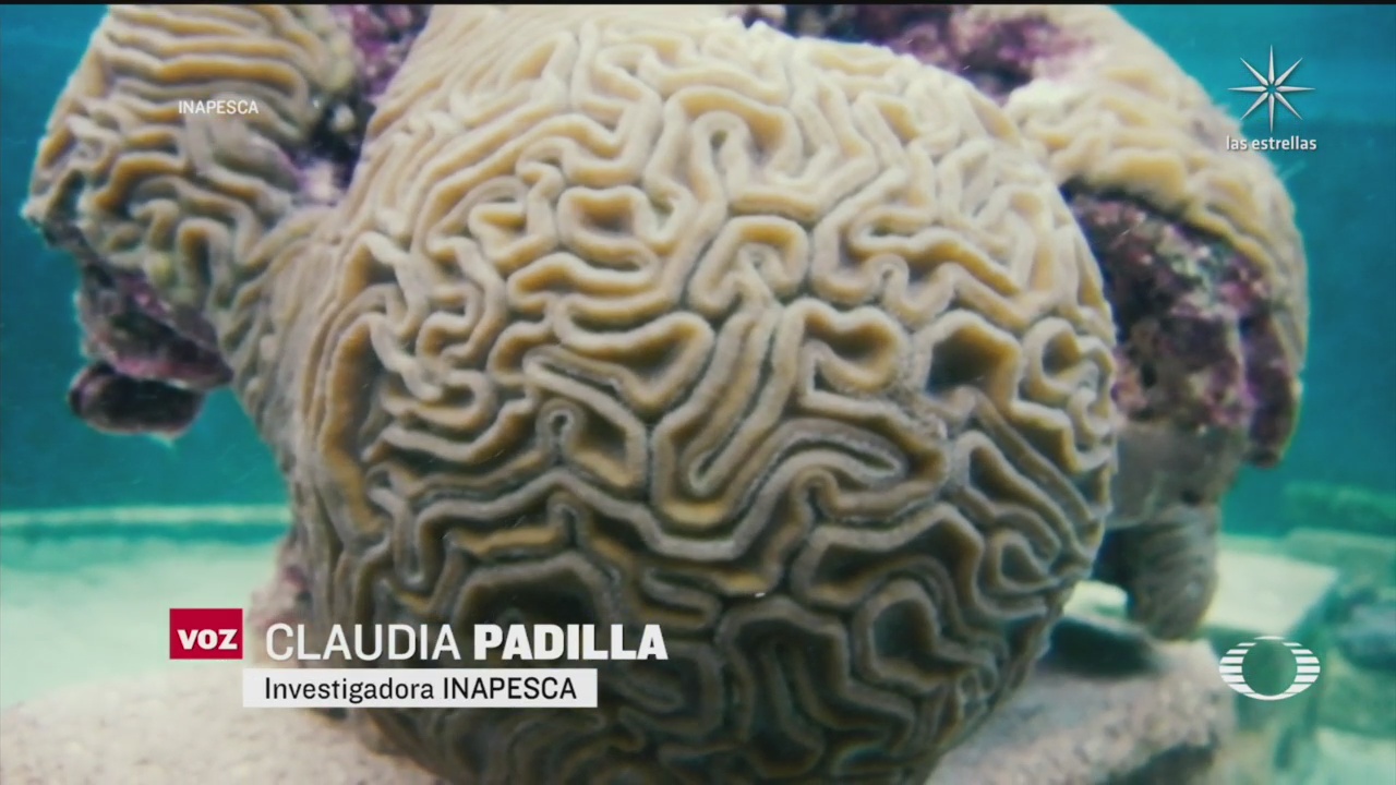 cientificos implementan estrategia de reproduccion asistida para aumentar el coral