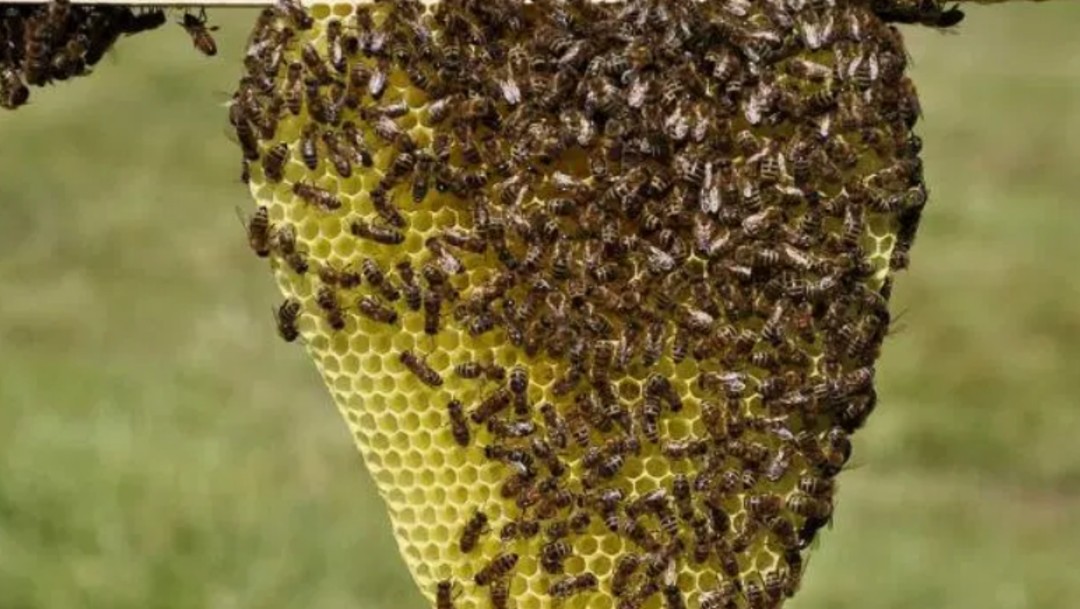 Cientos de enjambres de abejas africanas amenazan a habitantes en Sonora