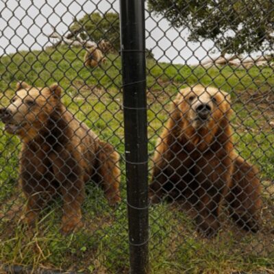 Trump levanta restricciones para cazar osos y lobos en Alaska