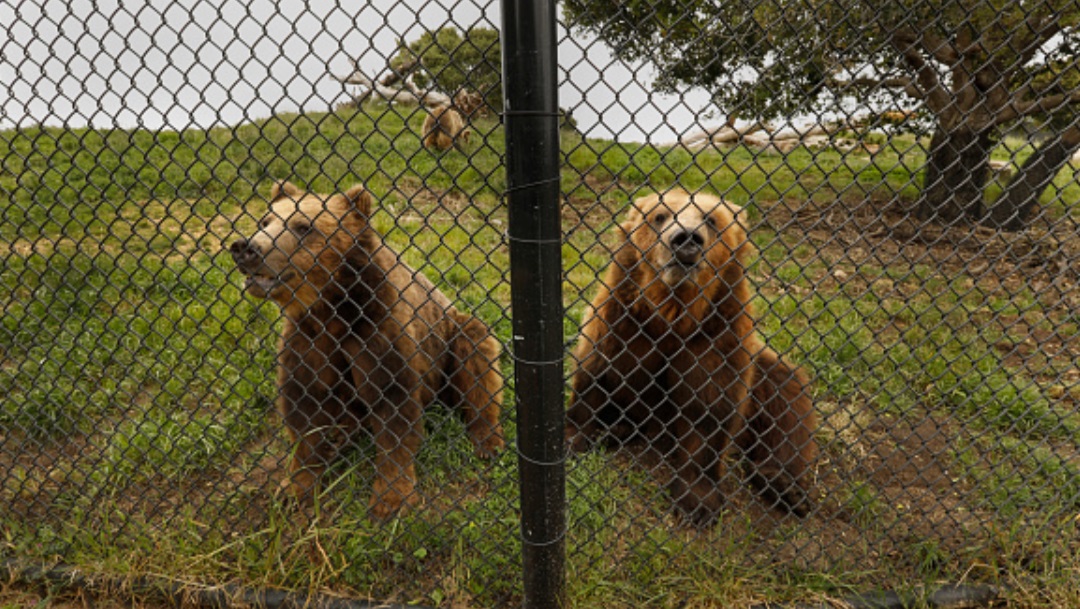dos-osos-grizzly-en-zoologico-alaska