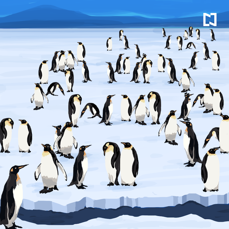 Encuentra a 4 pingüinos con sombrero