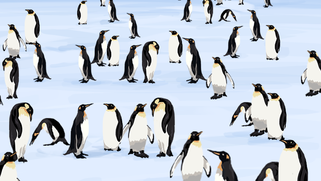 Encuentra a 4 pingüinos con sombrero
