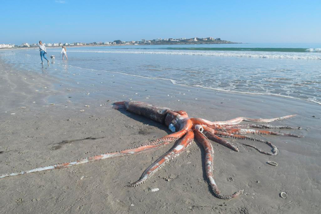 El calamar gigante fue encontrado por bañistas en playa de Sudáfrica