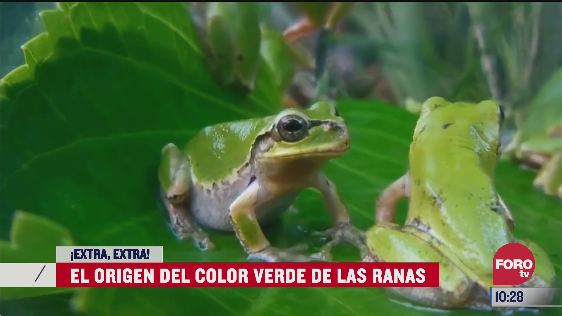 extra extra el origen del color verde de las ranas