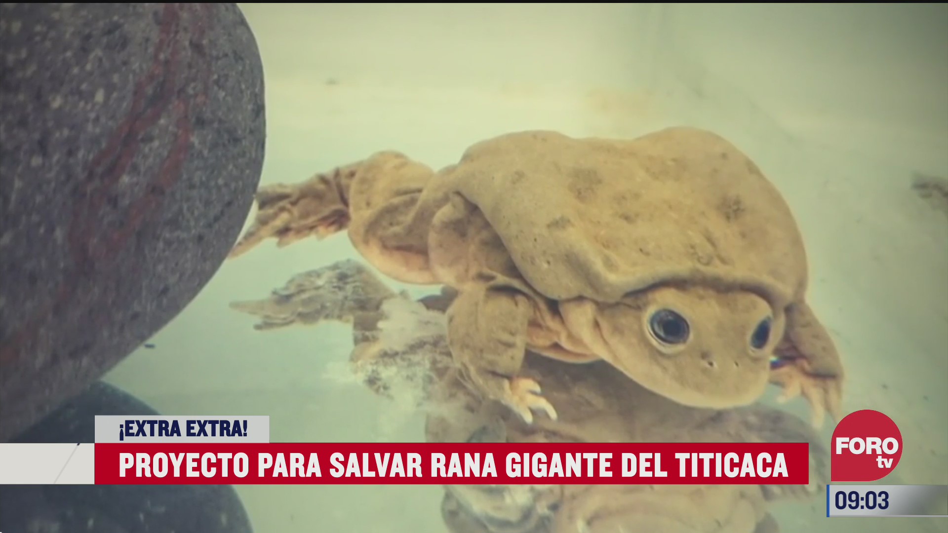 extra extra proyecto para salvar rana gigante del titicaca