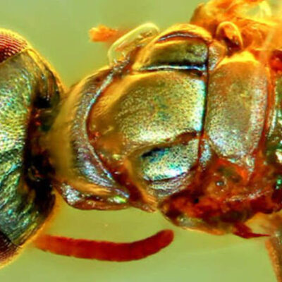 Fósiles conservados en ámbar revelan los verdaderos colores de insectos milenarios