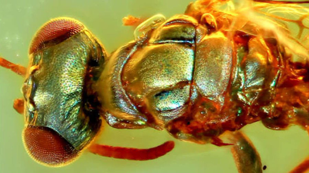 Fósiles conservados en ámbar revelan los verdaderos colores de insectos milenarios