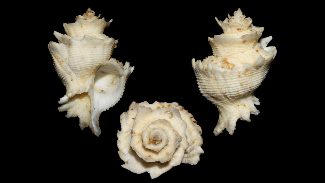 caracoles marinos imagen de archivo