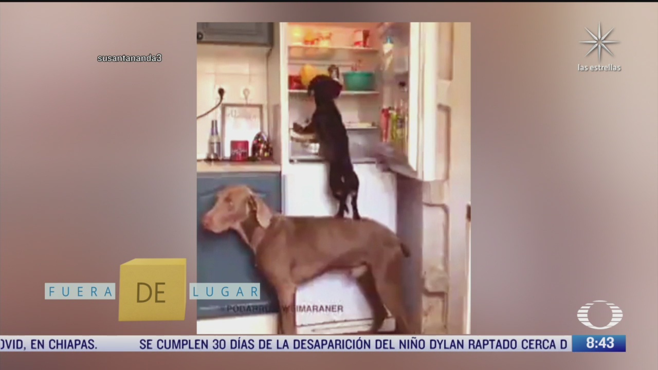 fuera de lugar perros son complices para robar un refrigerador