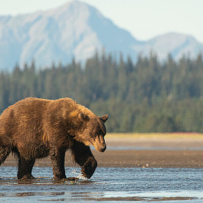 Ratifican prohibición de caza del oso grizzly en Yellowstone, EEUU