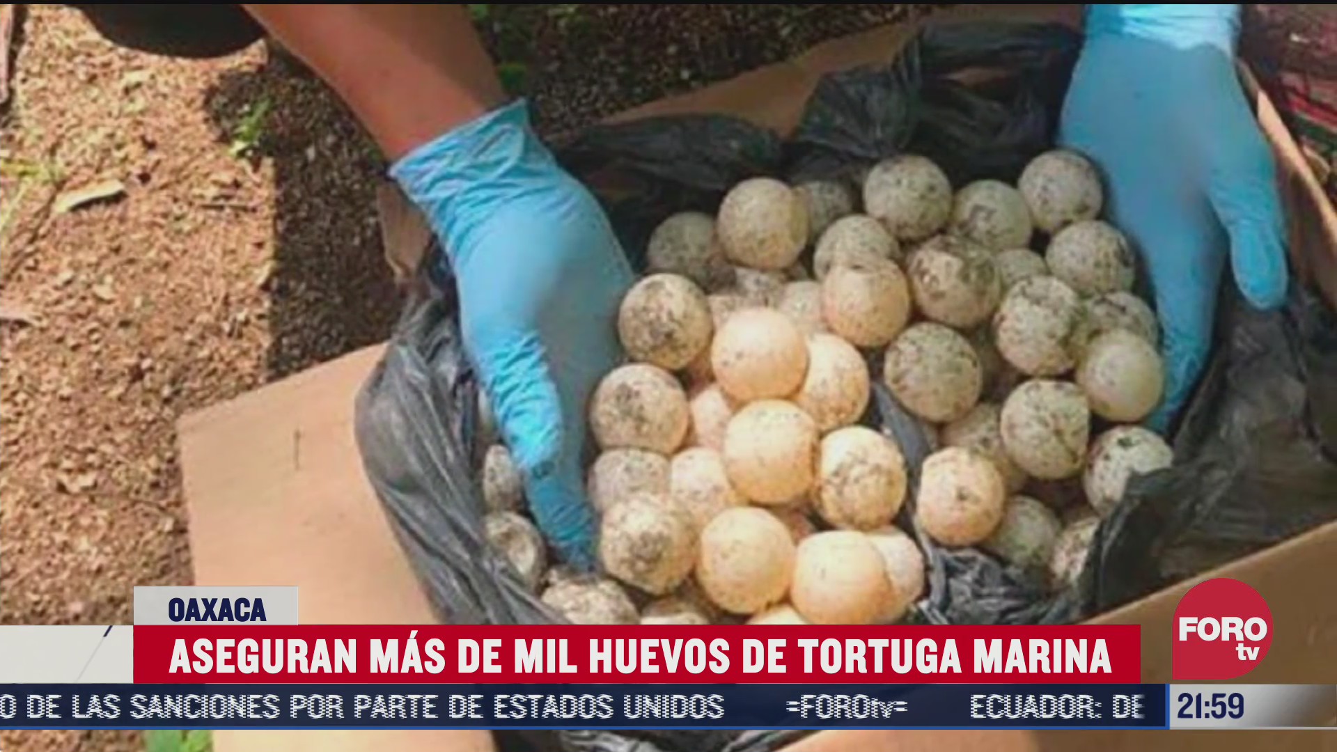 FOTO: 18 de julio 2020, guardia nacional recupera huevos de tortuga marina en oaxaca