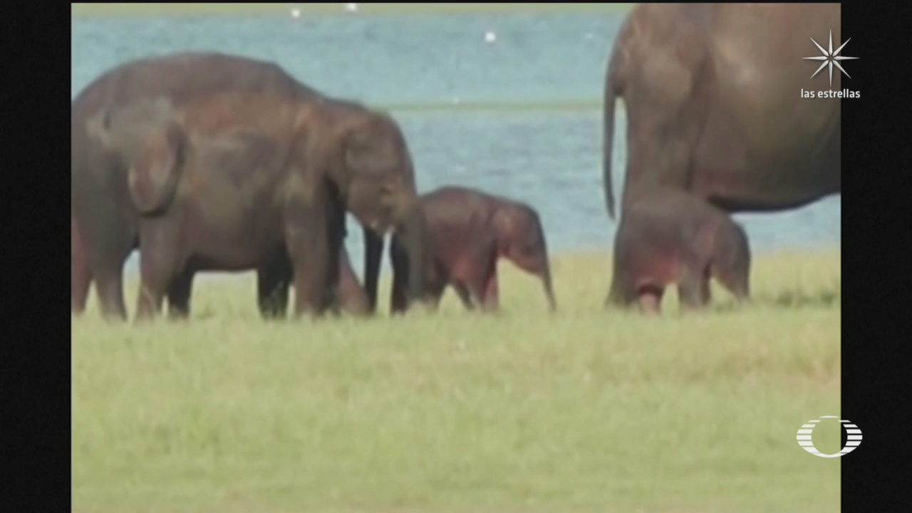 bebés elefantes gemelas en Sri Lanka