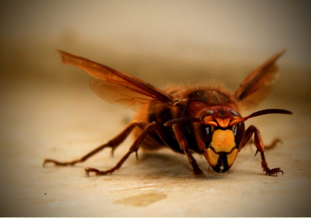 Los insectos más peligrosos del mundo; conoce algunos