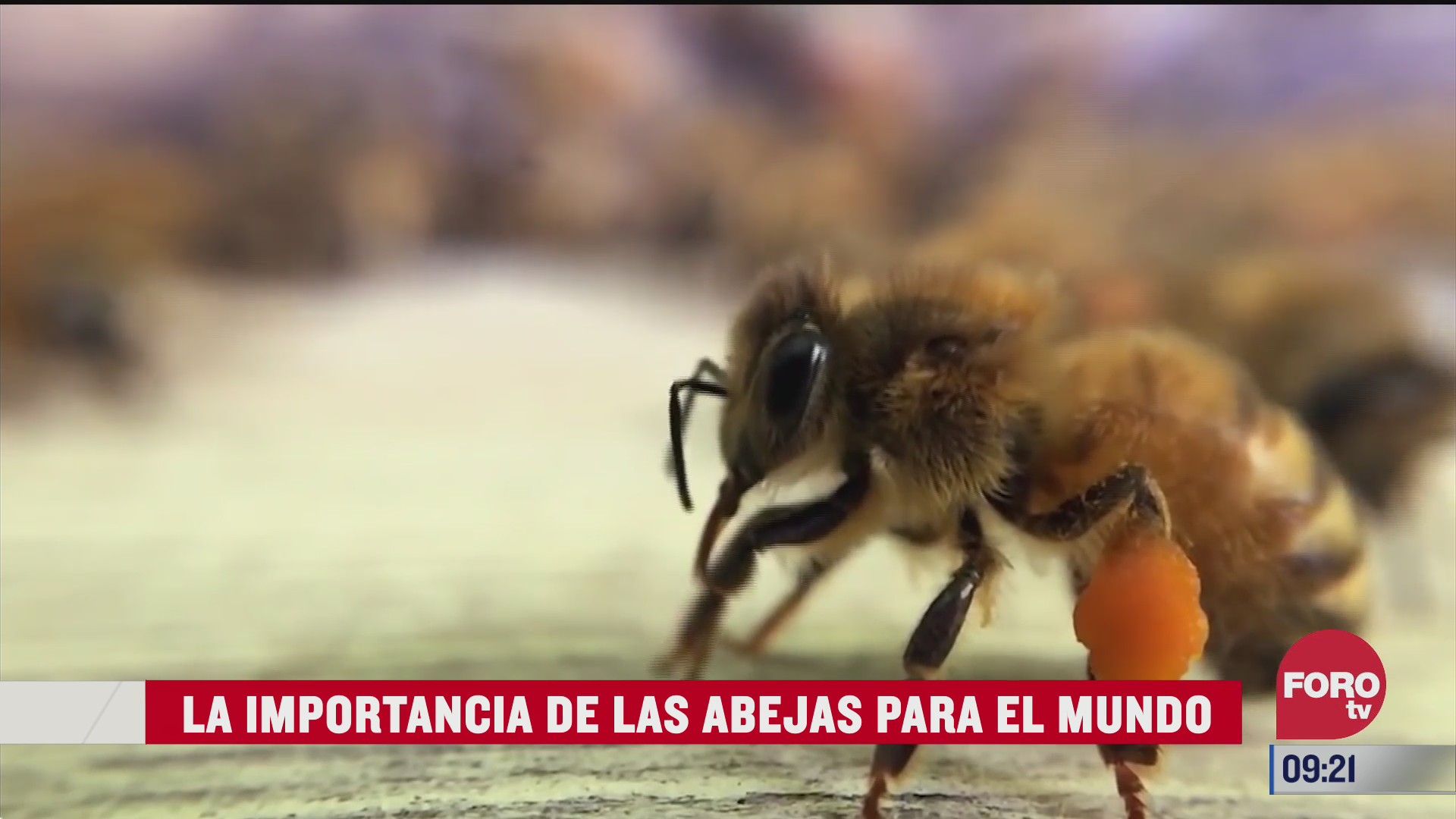 la importancia de las abejas para el mundo