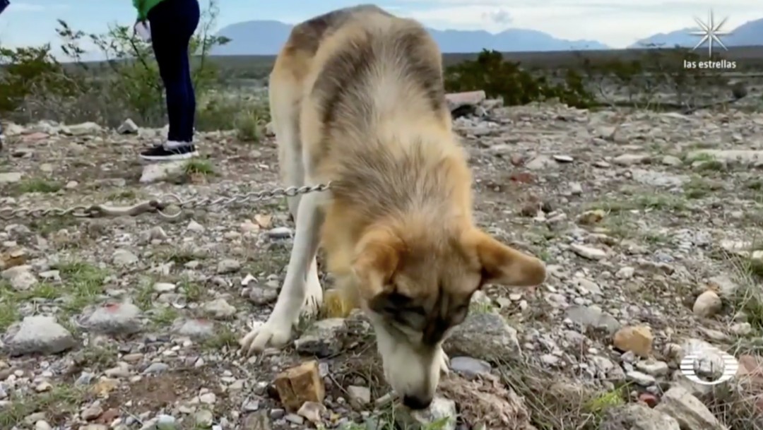 Lobo entrenado se suma a la búsqueda de la niña Lluvia en Ramos Arizpe, Coahuila