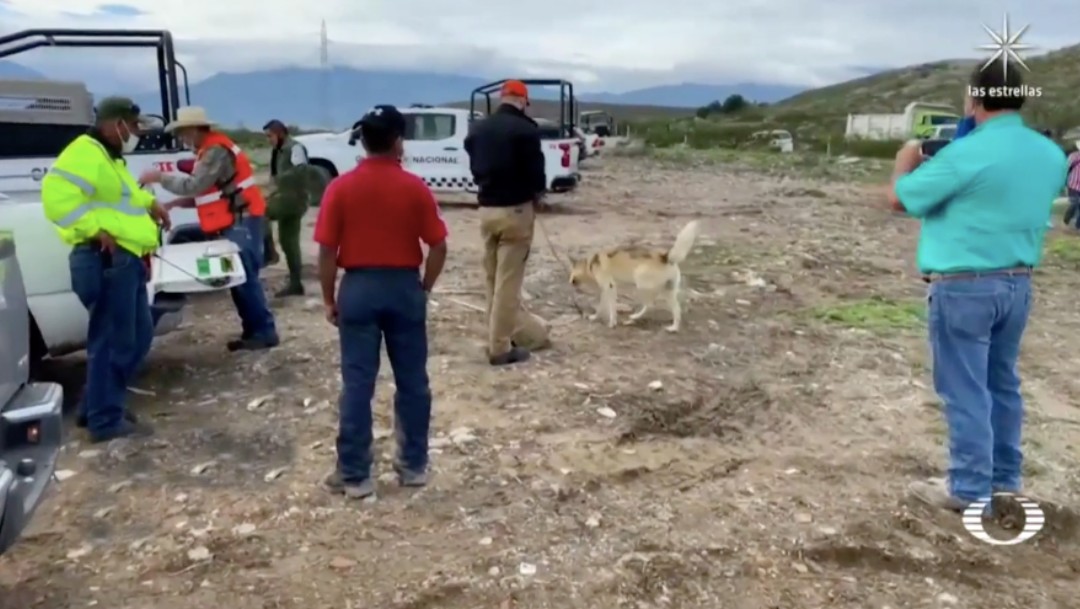 Lobo entrenado se suma a la búsqueda de la niña Lluvia en Ramos Arizpe, Coahuila