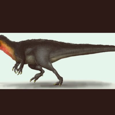 Encuentran los primeros registros de carcarodontosaurios en Lisboa